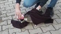 Başına mama kabı sıkışan kediyi kurtardılar