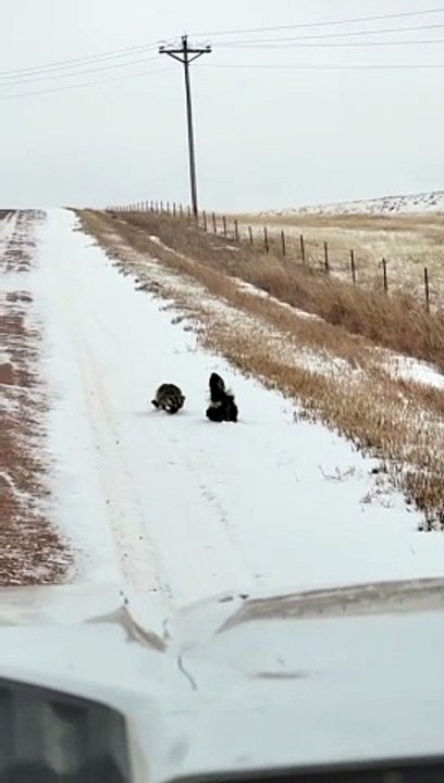 Badger Chases Off Three Skunks