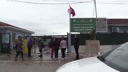 Edirne'de kedilerin ölü bulunmasına hayvanseverler tepki gösterdi