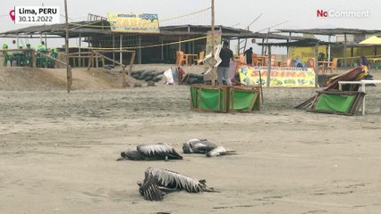 Grippe aviaire : près de 14 000 pélicans et oiseaux de mer retrouvés morts au Pérou