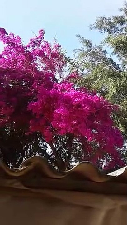 Esse pé de primavera enche os olhos com tantas flores maravilhosas.