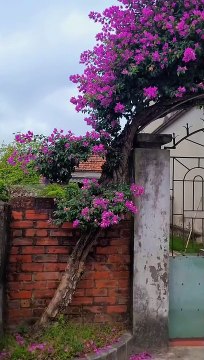 Cây hoa giấy 13 năm, chủ quay mãi không hết ngọn: Là kỷ niệm gia đình nên không bán