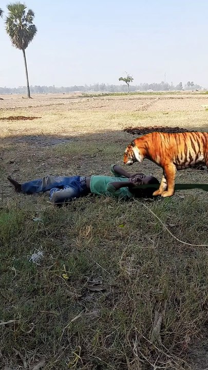 একটা ছোটো ছেলে মাঠে বাঘের শিকার