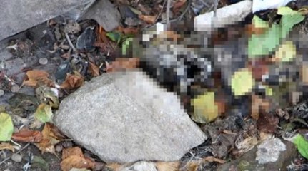 Edirne'de kedi ölümleriyle ilgili soruşturma başlatıldı