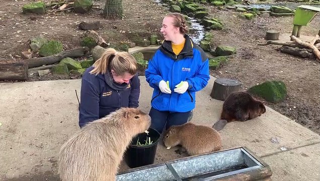 Day in the life at Drusillas