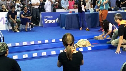 Tortoise vs. Hare - Who Wins?