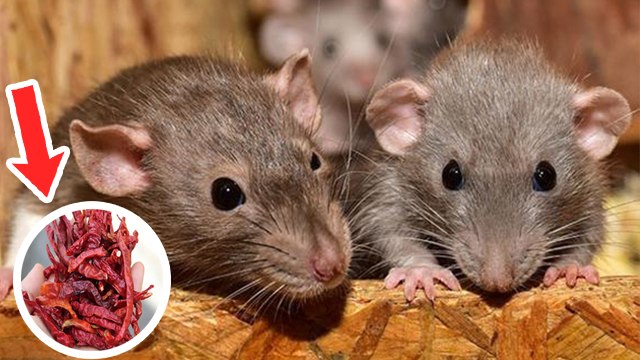 बिना मारे चूहे को घर से कैसे भगाएं | बिना मारे चूहे भगाने का तरीका | Boldsky *Lifestyle