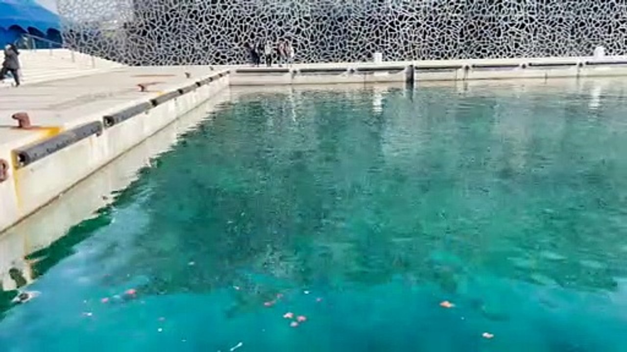 Une piscine pour tous au MUCEM: les défenseurs se jettent à l’eau