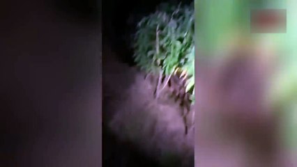 hantu pocong asli di kebun singkong