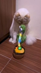 Cat playing with dancing cactus