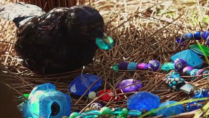 Spy in the Wild.S01E05 Meet the Spies