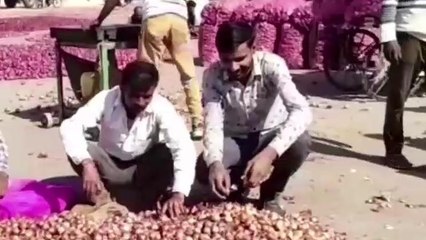 बेबस किसान : मंडी में क्यों प्याज के आंसू रो रहे किसान, देखें विशेष ख़बर