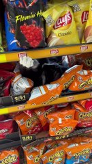 Cips güvenliğini sağlayan kedi