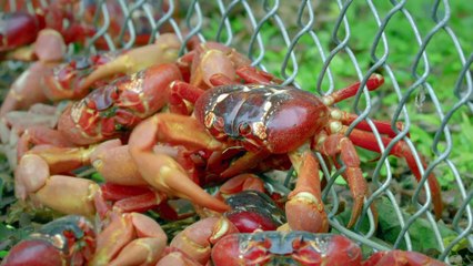 Spy In The Wild S02E03 The Islands