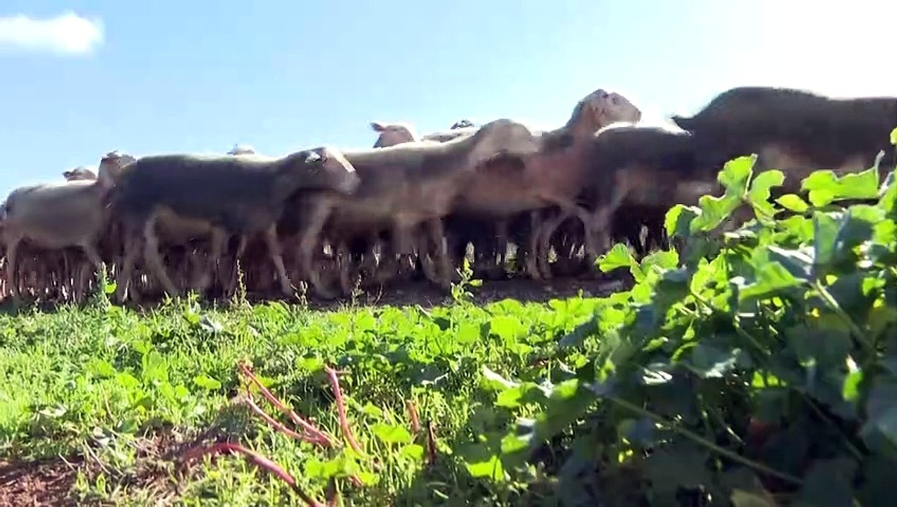 Roquefort: en Aveyron, de petits producteurs tentent de résister au géant Lactalis