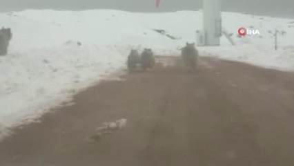 Karla kaplı tepede ayı ailesi böyle görüntülendi