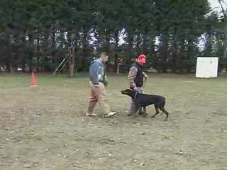 Baltik défense du maitre