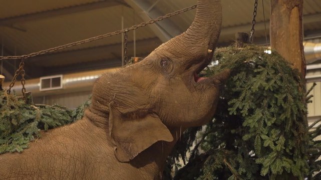 Baby elephant celebrates first Christmas by exploring ‘winter wonderland’ at zoo