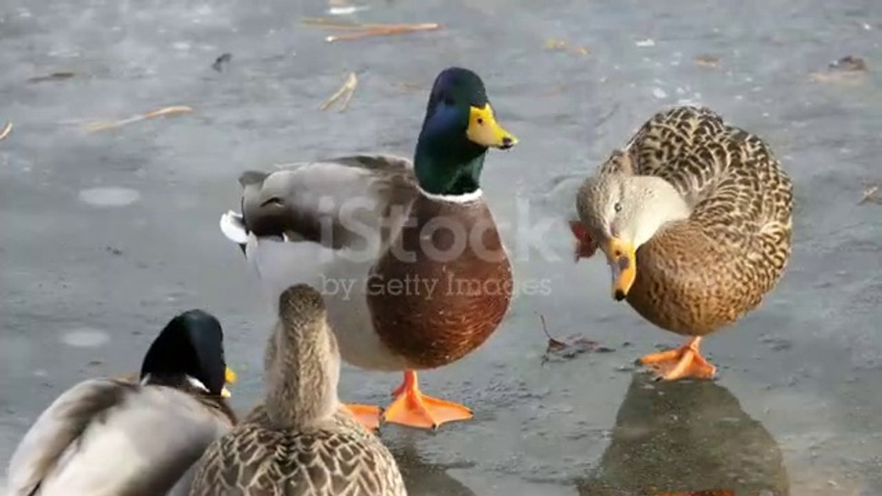 Duck/ হাস