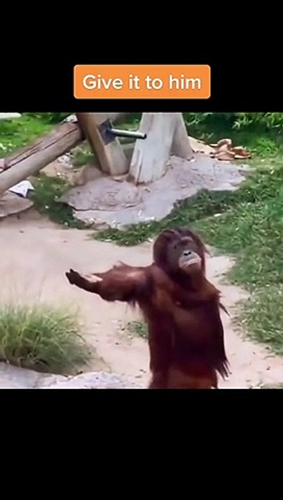 Funny Monkey