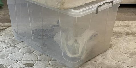 Aksaray'da bir evde kraliyet piton yılanı, kaplumbağa ve sakallı ejderler bulundu