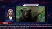 'Cocaine Bear' Trailer Reactions: People Love Cocaine Bear - 1breakingnews.com