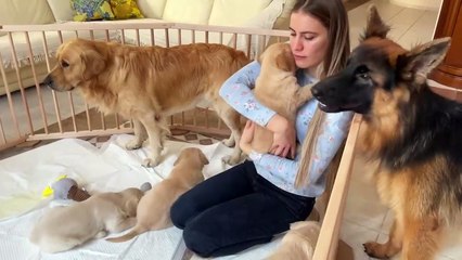 German Shepherd Meets Puppies for The First Time