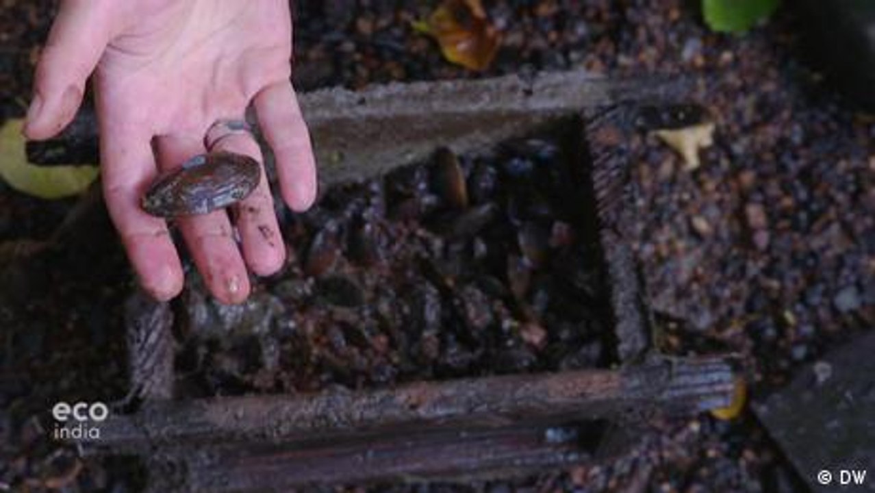 Freshwater pearl mussels: An ecosystem gem