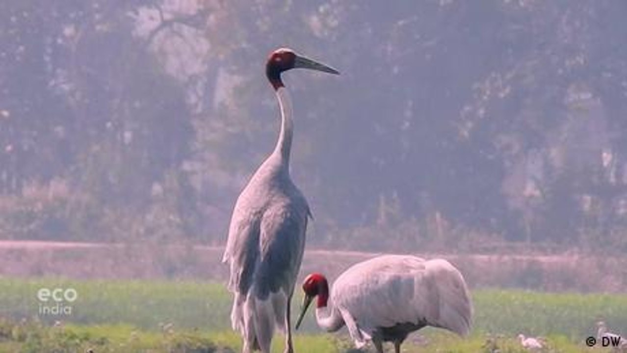 Saving the Sarus Crane