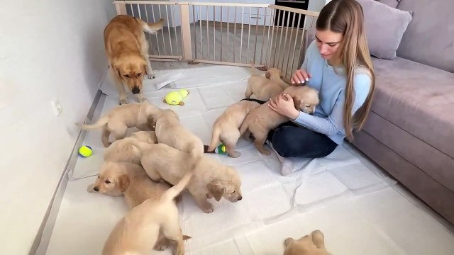 Golden Retriever Dad Meets His Puppies