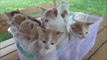 Kittens meowing (too much cuteness) - All talking at the same time!