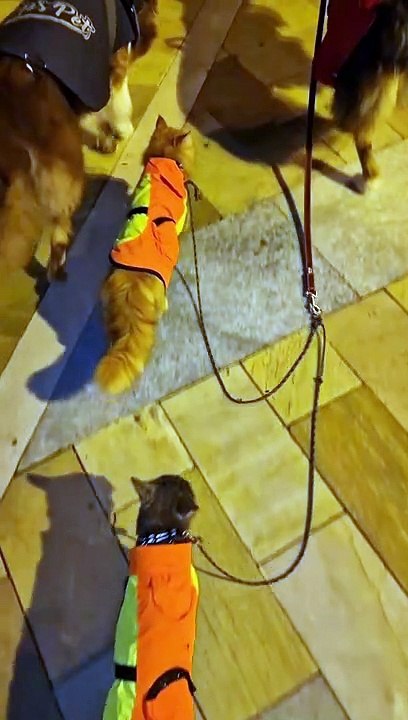 Two Dogs Take Two Cats for a Walk