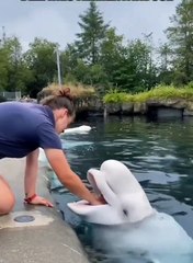 Paus Beluga Alias Paus Gemoy Sekilas Seperti Lumba-Lumba