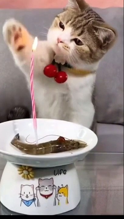 Kucing