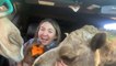 Car Window Breaks as Camels Insert Necks Inside to Get Food