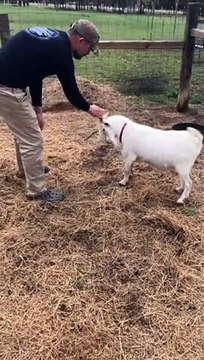 Copmpetitive goat stands up on its hind legs while playfighting with man PETASTIC