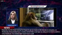 Neuralink Shows Sake the Monkey Typing With Its Brain Chip - 1breakingnews.com