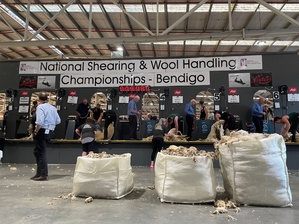 Trans Tasman Cup machine shearing I November 25 I Bendigo Advertiser