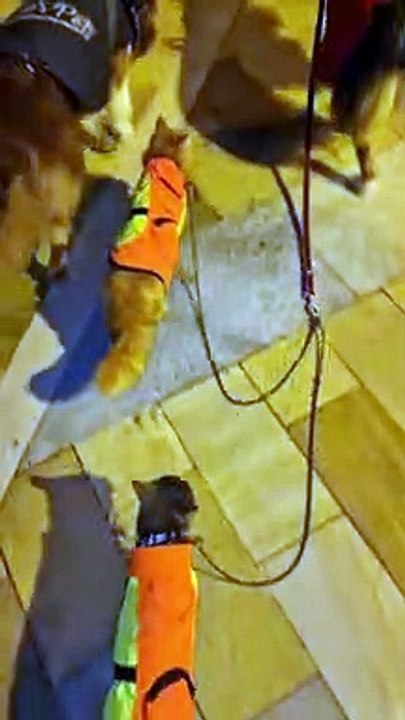 Two Dogs Take Two Cats for a Walk