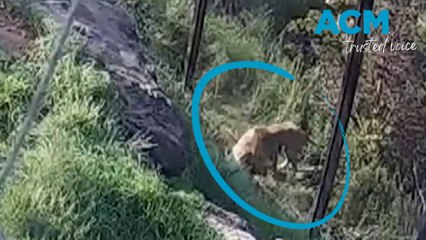 CCTV footage of the moment five lions escaped from Taronga Zoo enclosure