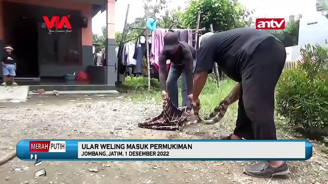 ULAR WELING MASUK PERMUKIMAN