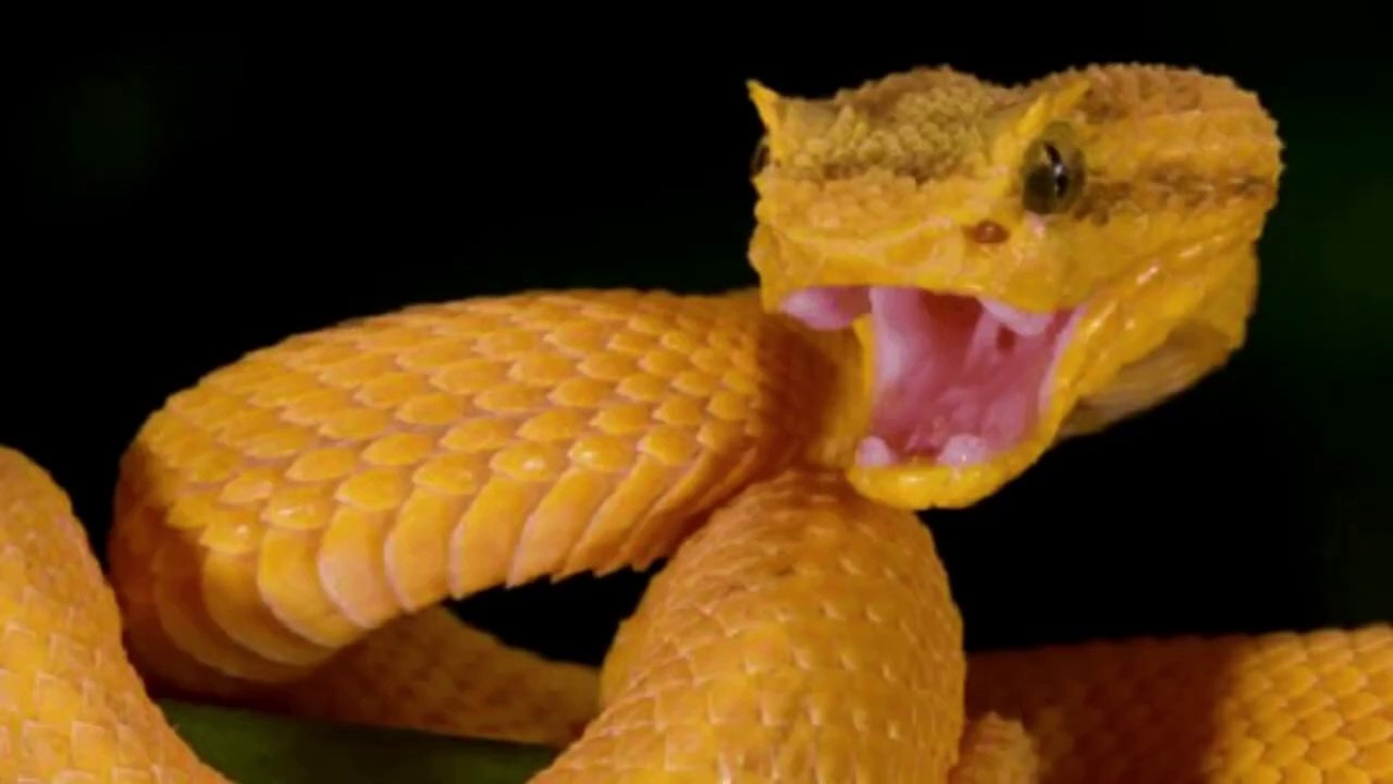 ऐसा शहर जहाँ सिर्फ सांप राज करते है | A City Where Only Snakes Rule | Most Dangerous Snake Island
