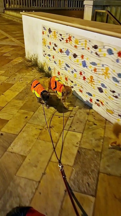 Two Dogs Take Two Cats for a Walk