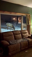 Elk Grazing in Our Front Window in the Snow