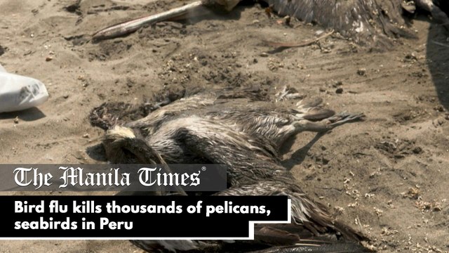 Bird flu kills thousands of pelicans, seabirds in Peru