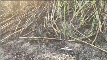 बिजनौर:गन्ने के खेत में आग लगने से लाखों रुपए का हुआ नुकसान