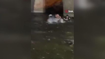 Nehirde sular çekildi, dev yayın balıklarını elleriyle yakaladılar