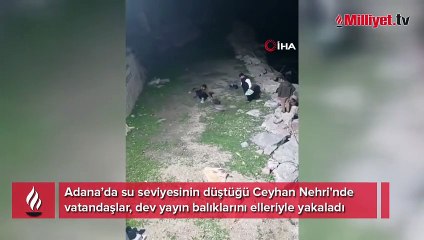 Burası Adana! Dev yayın balıklarını elleriyle yakaladılar