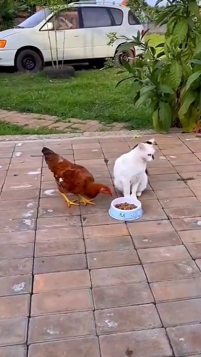 Funny cat