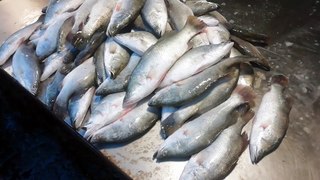 Amazing Fish Market-Fish Video